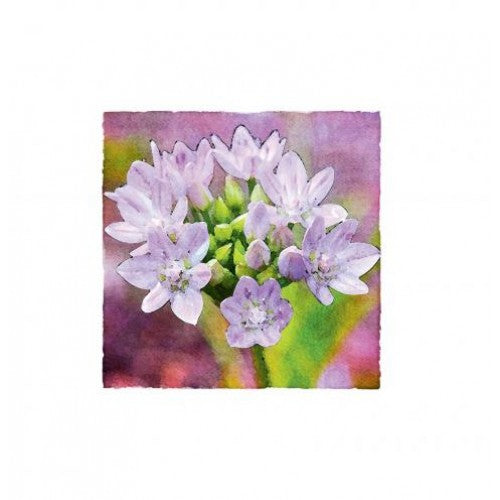 The Glen Gallery Allium Thank You Card Pack